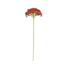 Red Achillea 55cm