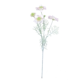Pale Pink Scabious 60cm