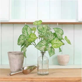 White & Green Hypoestes Bunch