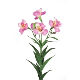 Alstro Fuchsia 72cm