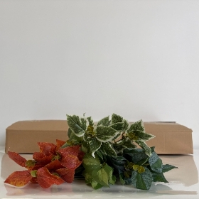 48 x Assorted Foliage Bush 30cm