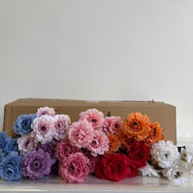 48 x Cottage Dahlia Bush 30cm