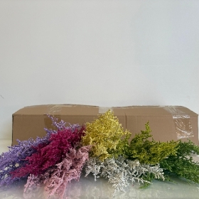 Limonium Bush 30cm