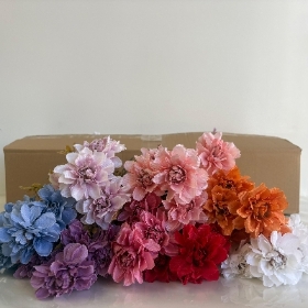 48 x Antique Dahlia Bush 30cm