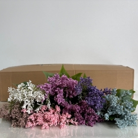 48 x Limonium & Foliage Bush 30cm