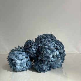 Blue Large Bloom Bush 40cm