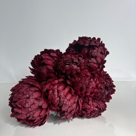 Burgundy Large Bloom Bush 40cm
