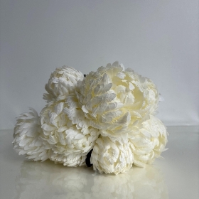 White Large Bloom Bush 40cm
