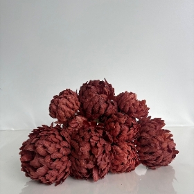 Orange Large Bloom Bush 40cm