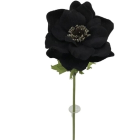 Black Velvet Anemone 42cm