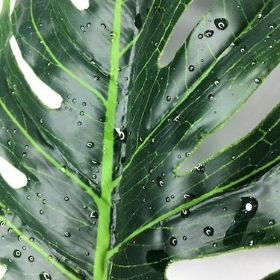 Raindrop Monstera Leaf 80cm