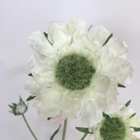 Ivory Scabious 65cm