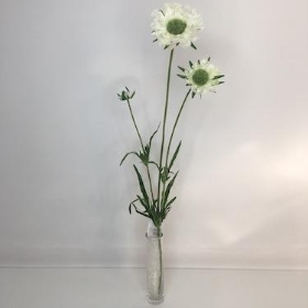 Ivory Scabious 65cm