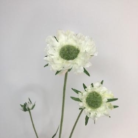 Ivory Scabious 65cm