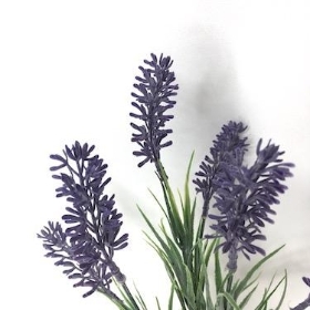 Purple Lavender Bush 32cm