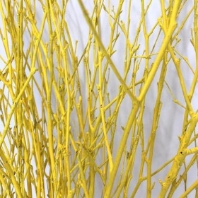 Sunshine Yellow Painted Birch