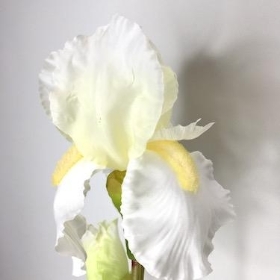 Ivory Bearded Iris 76cm