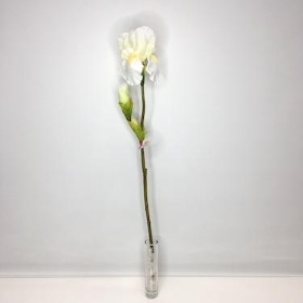 Ivory Bearded Iris 76cm