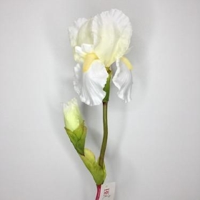 Ivory Bearded Iris 76cm