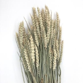 Dried Wheat 250g