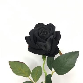 Black Velvet Rose 52cm