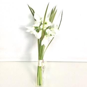 Snowdrop Spring Bundle 19cm