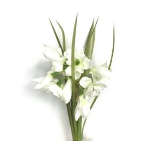 Snowdrop Spring Bundle 19cm