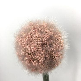 Pink Romance Allium 57cm