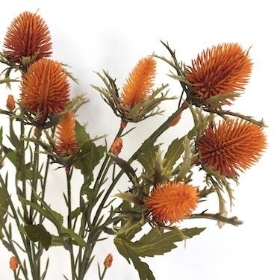 Orange Thistle 68cm