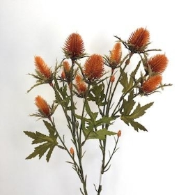 Orange Thistle 68cm