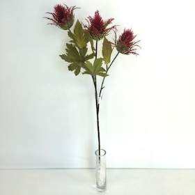 Burgundy Teasel 67cm