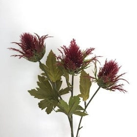 Burgundy Teasel 67cm
