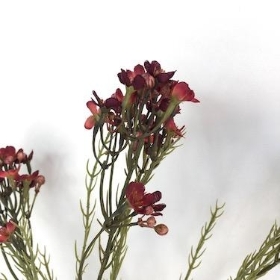 Burgundy Waxflower 79cm