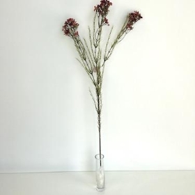 Burgundy Waxflower 79cm