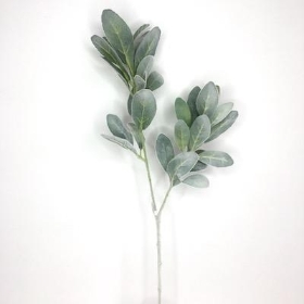 Green Lambs Ear 70cm