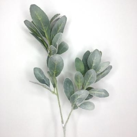 Green Lambs Ear 70cm