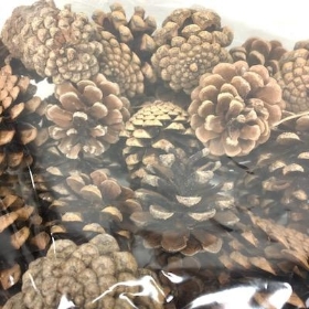 Pine Cones 1kg