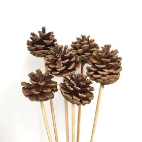 Pine Cone On 50cm Stick x 6