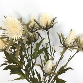 Cream Thistle 68cm