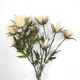 Cream Thistle 68cm