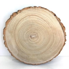 Wood Slice 33cm to 37cm