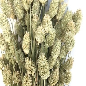 Dried Phalaris 250g