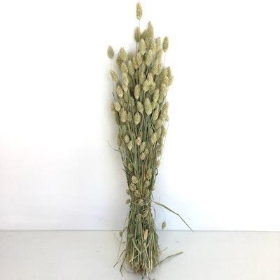 Dried Phalaris 250g