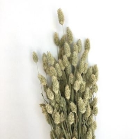 Dried Phalaris 250g