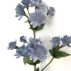 Blue Astrantia 48cm