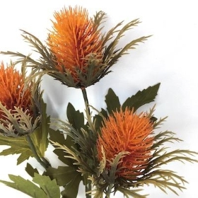 Orange Teasel 67cm