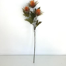 Orange Teasel 67cm