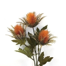 Orange Teasel 67cm
