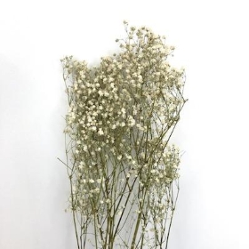 Dried White Gyp 70cm