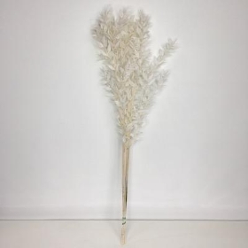 Dried Bleached Ruscus 70cm 